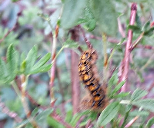 tent caterpillar in Seattle area
